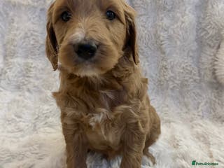 Goldendoodle dogs Beautiful golden doodles - Advert 3