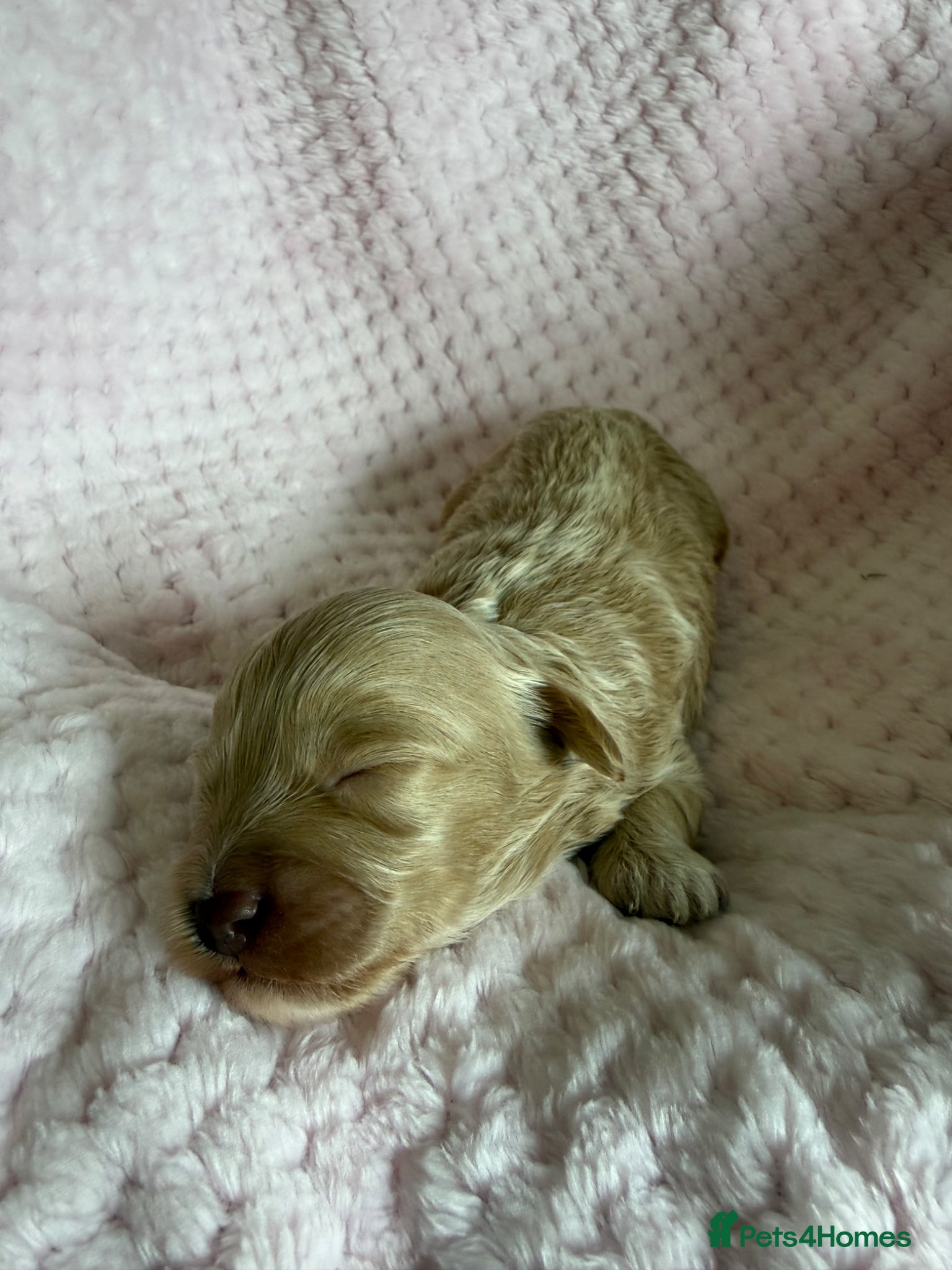 Maltipoo dogs for sale: Champagne F1 Maltipoo Puppies  in Chelmsford - Advert 10