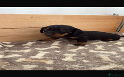 Dachshund dogs for sale: Little sausages  in Taunton - Image 1
