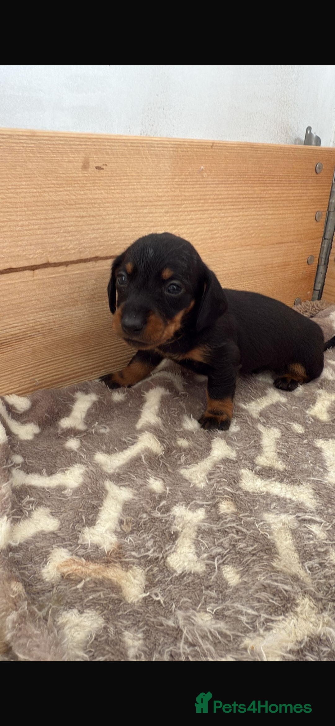 Dachshund dogs for sale: Little sausages  in Taunton - Image 1