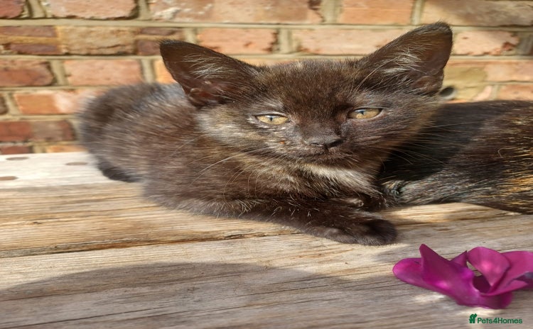 British Shorthair cats - Advert 13