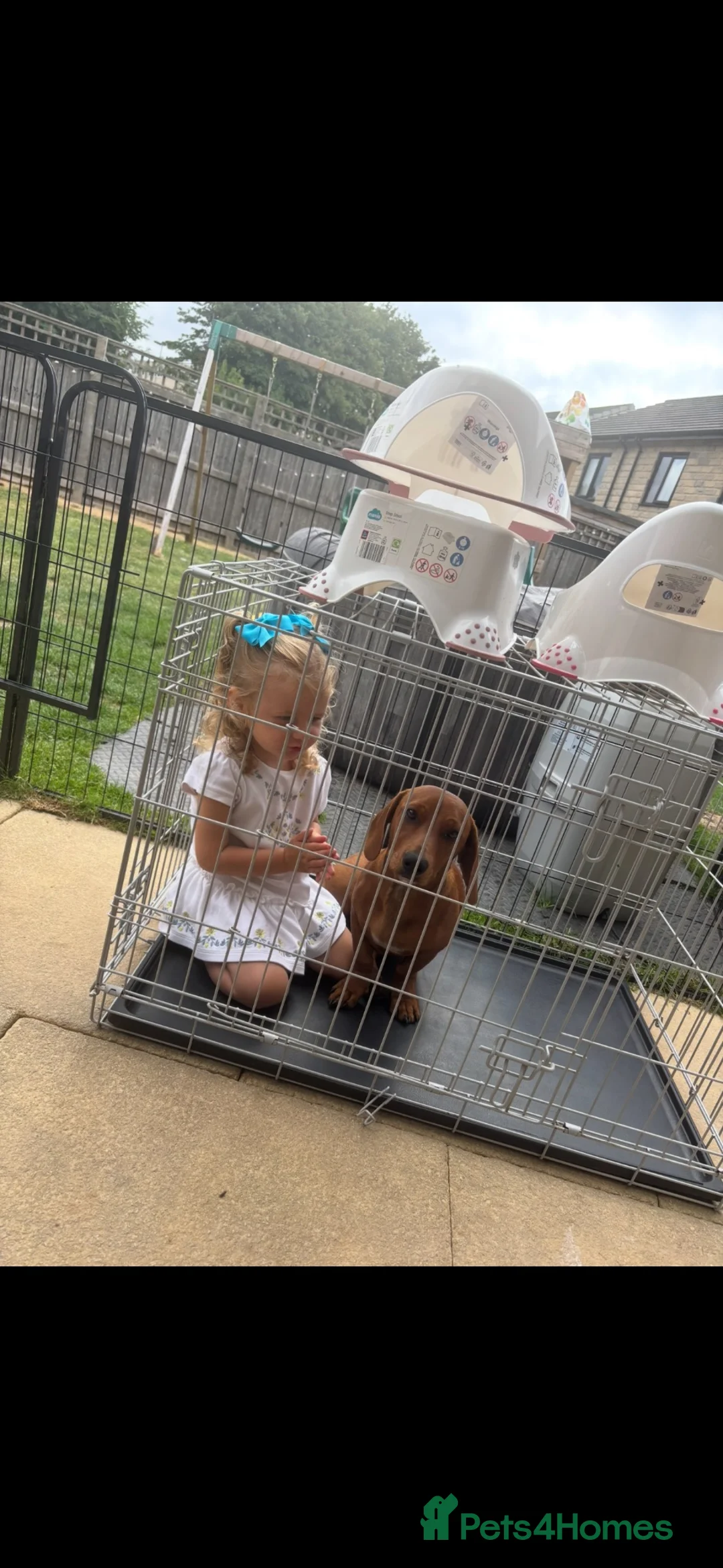 Mixed Breed dogs for sale: Staffy/ dachshund (honey) in Wakefield - Advert 2