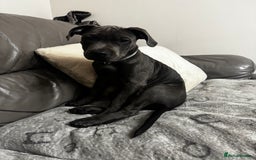 Staffordshire Bull Terrier dogs for sale: Staffordshire terrier pup boy 3 months old ;) - Image 2