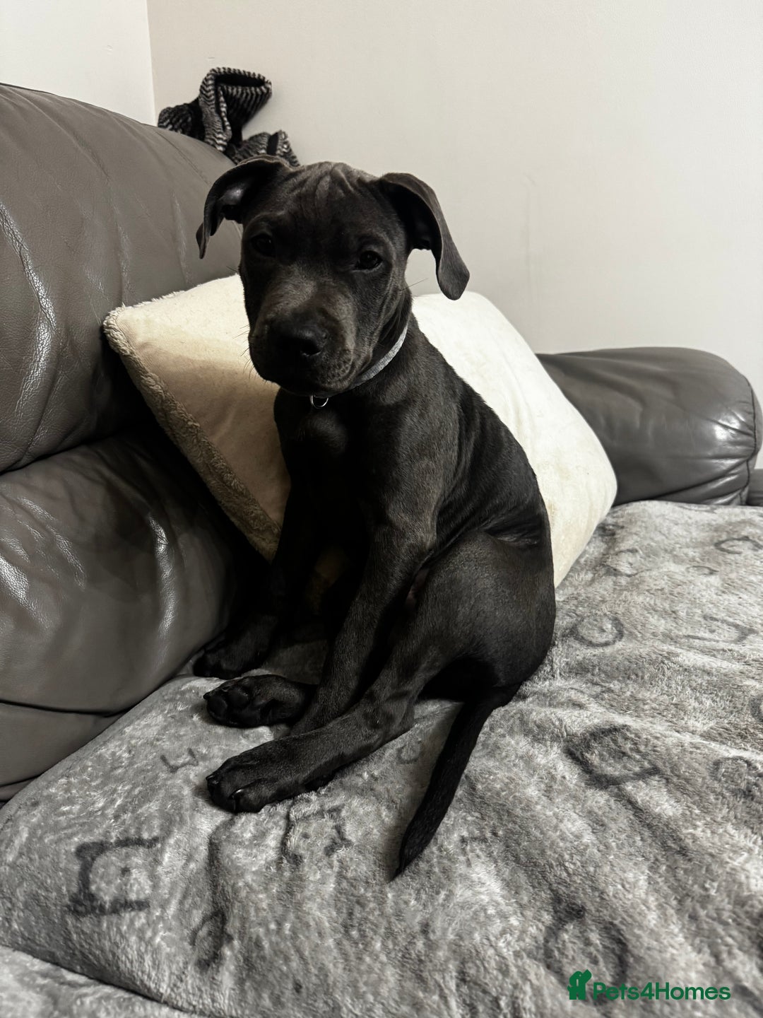 Staffordshire Bull Terrier dogs for sale: Staffordshire terrier pup boy 3 months old ;) - Image 2