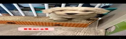 Maltipoo dogs for sale: Stunning Maltipoo Puppies  - Advert 29