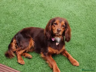 Cockapoo dogs Cockapoos in Ashford - Advert 2