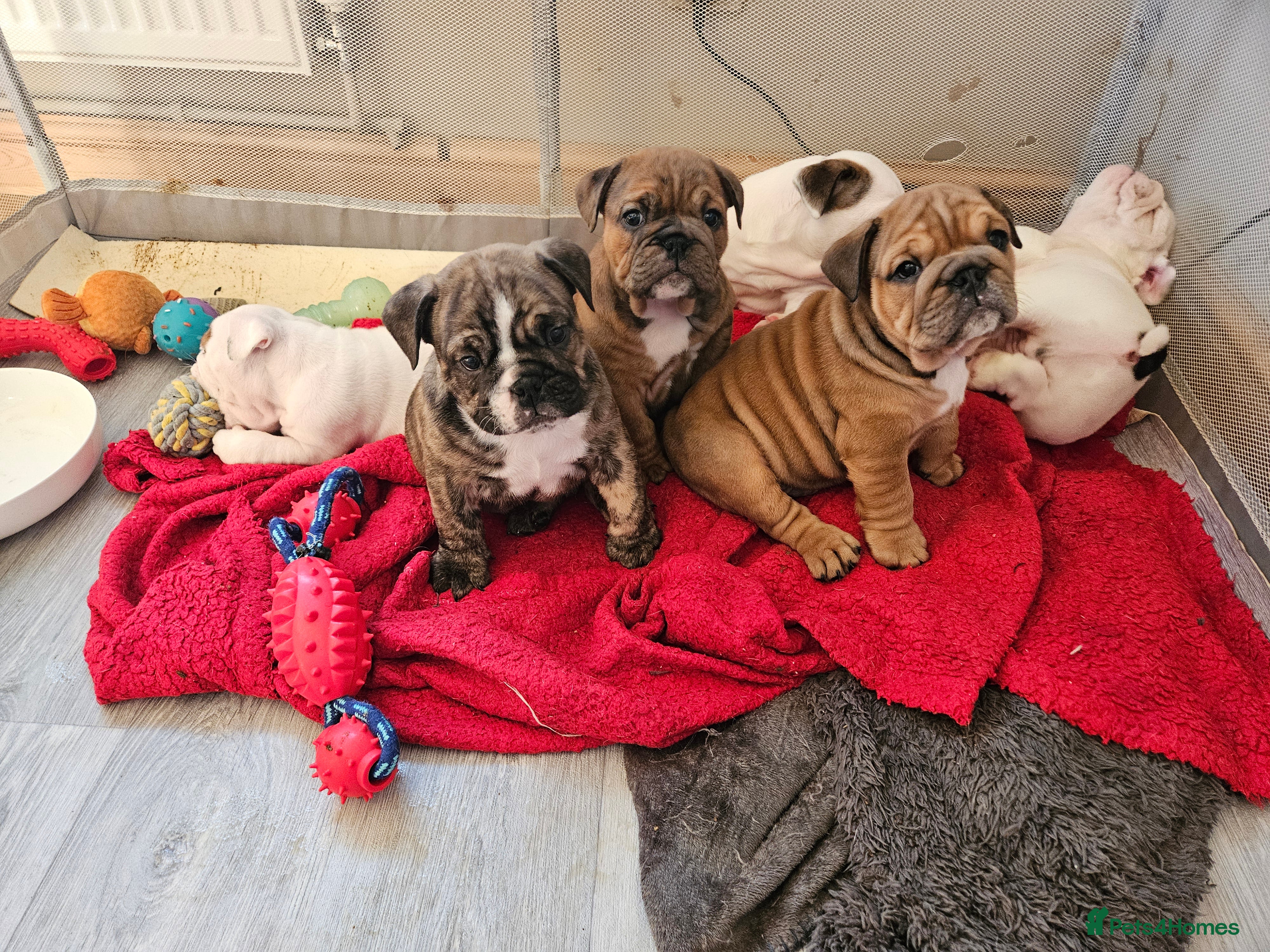 English Bulldog dogs English bulldogs - Advert 15