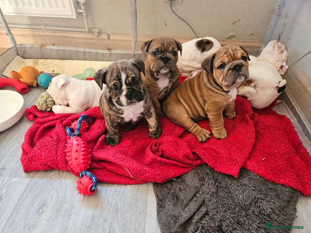 English Bulldog dogs English bulldogs - Advert 1