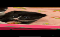 Domestic Shorthair cats for sale: Kittens  - Image 8