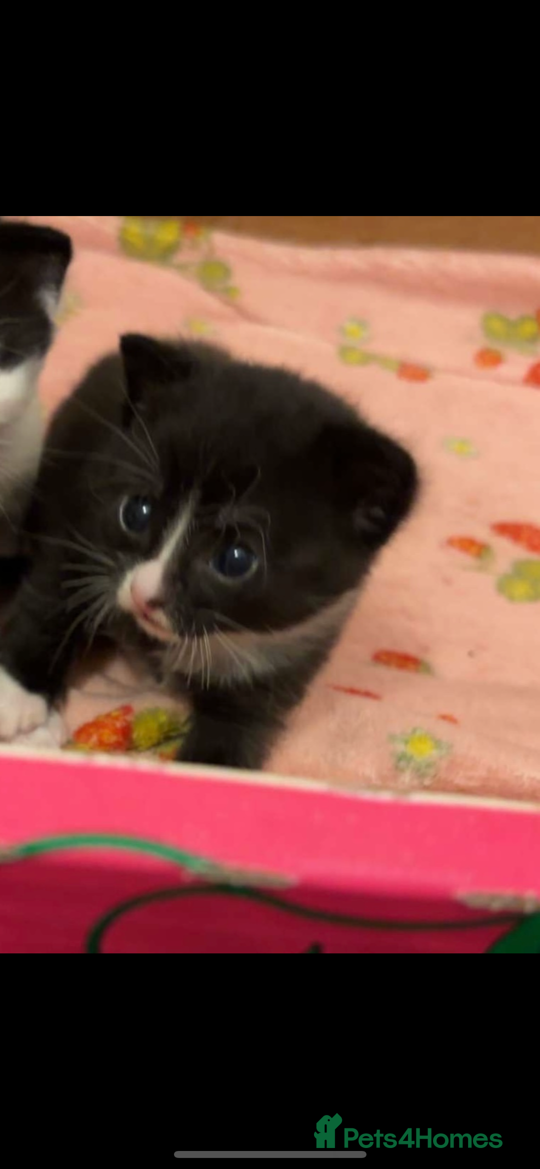 Domestic Shorthair cats for sale: Kittens  - Image 8