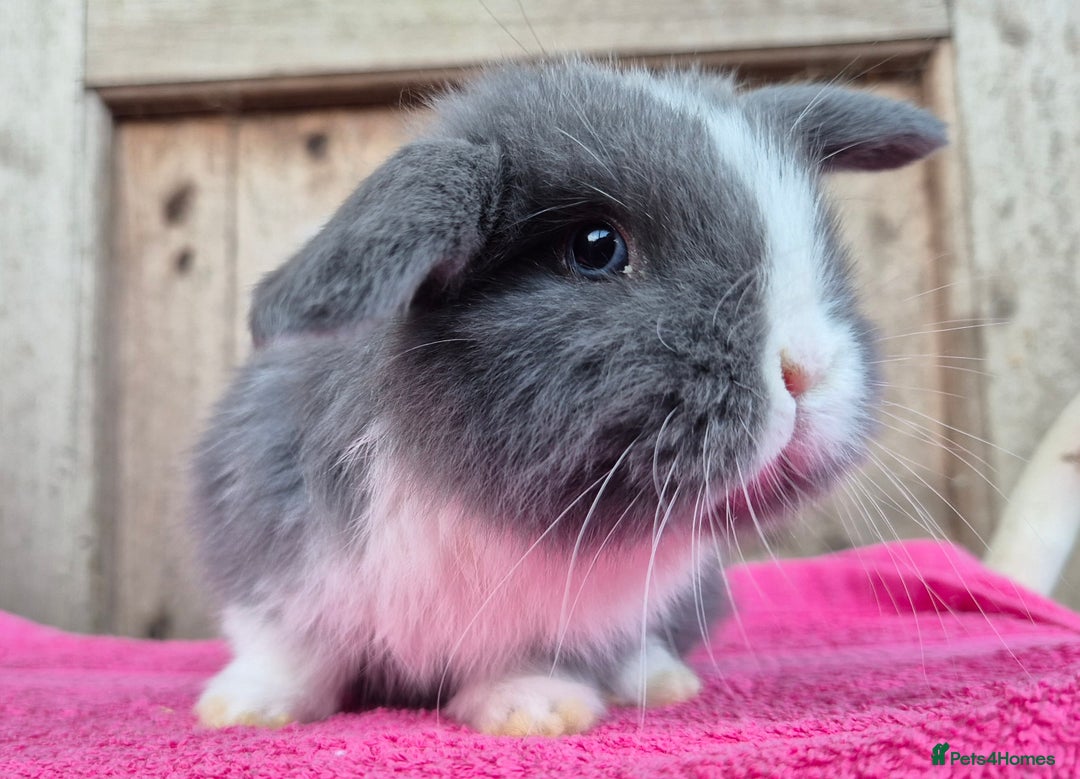 Mini Lop rabbits for sale: Mini lop babys ready to reserve  - Advert 7