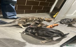 Mixed Breed cats for sale: 4 stunning tabby kittens - Image 8