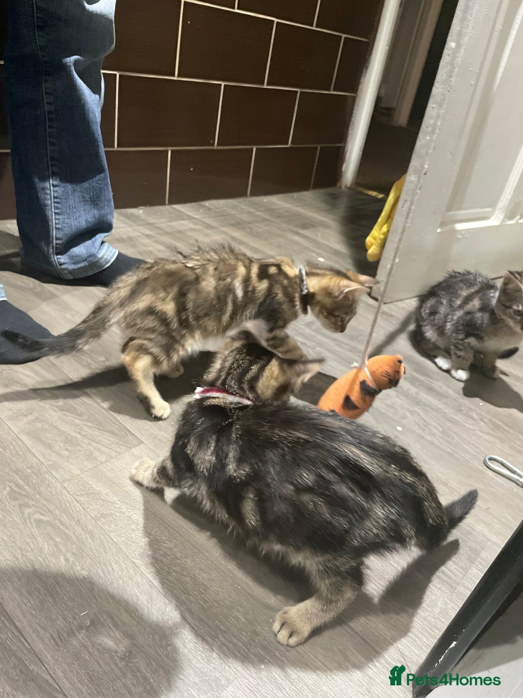 Mixed Breed cats for sale: 4 stunning tabby kittens - Image 8
