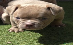 American Bully dogs for sale: Champagne, Chocolate, Merle Micro Pocket Bullys  in Wilmslow - Image 23