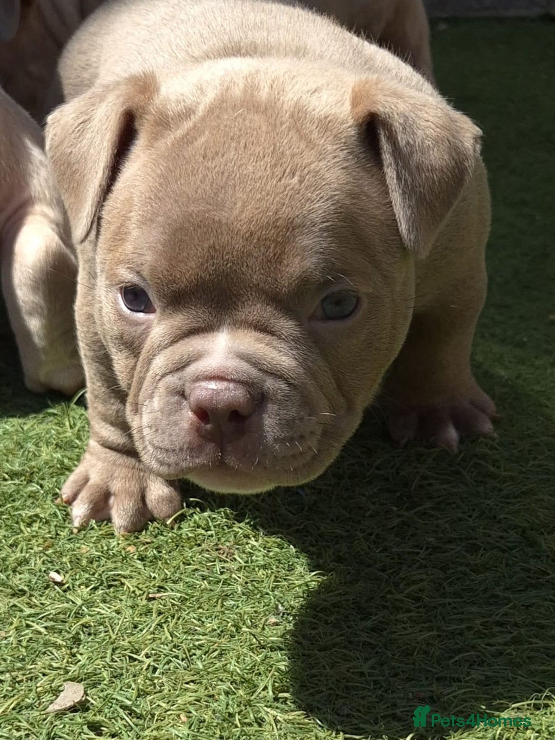 American Bully dogs for sale: Champagne, Chocolate, Merle Micro Pocket Bullys  in Wilmslow - Image 23