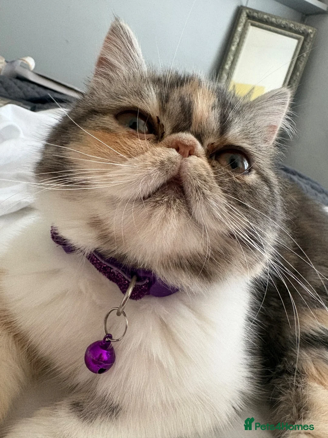 Exotic cats for sale: Persian exotic - Advert 5