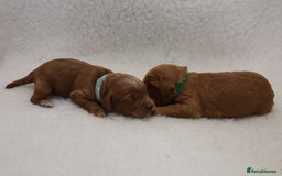 Cockapoo dogs for sale: 5* BREEDER F1 COCKAPOO PUPS - Image 5