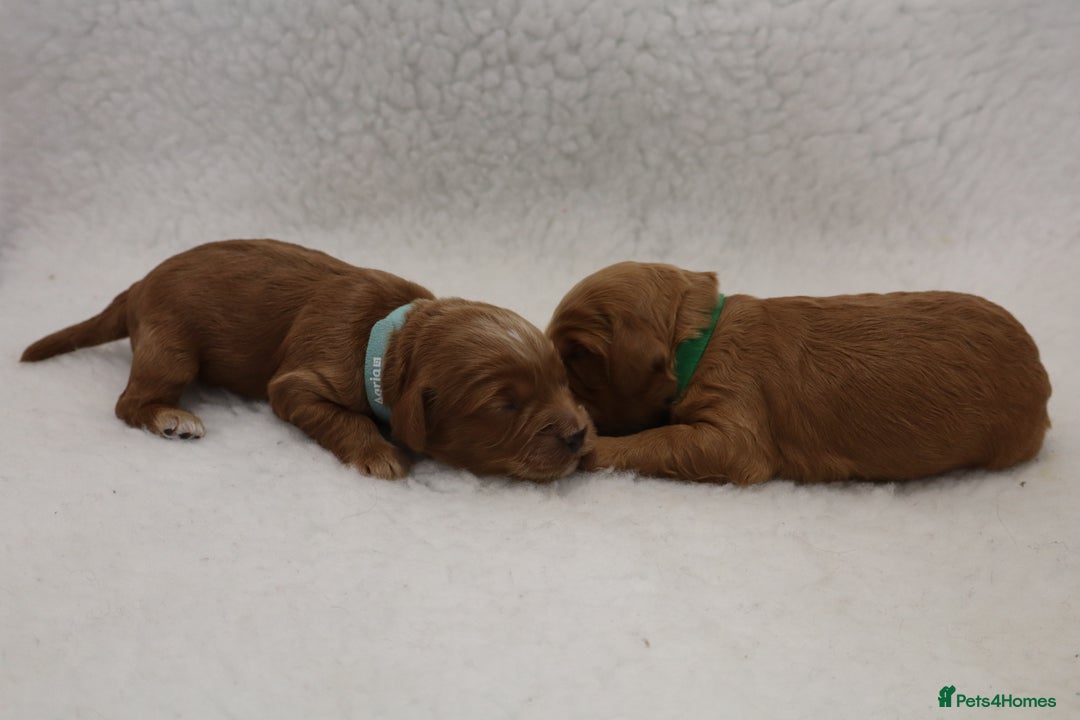 Cockapoo dogs for sale: 5* BREEDER F1 COCKAPOO PUPS - Image 5