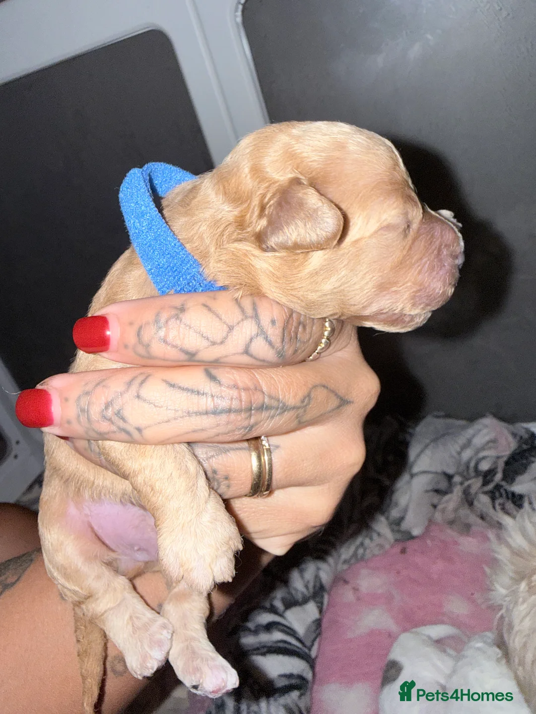 Maltipoo dogs for sale: Stunning Litter of Maltipoo F1B  in Manchester - Advert 7