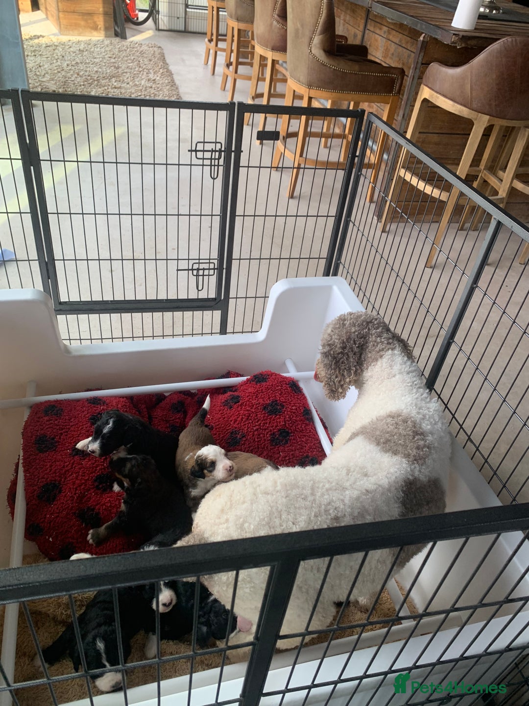 Bernedoodle dogs for sale: F1 Standard Bernedoodle Puppies LN8 - Image 1