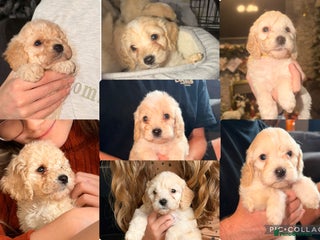 Cockapoo dogs ⭐️Cockerpoo puppies -Toilet Training started ⭐️ - Advert 3