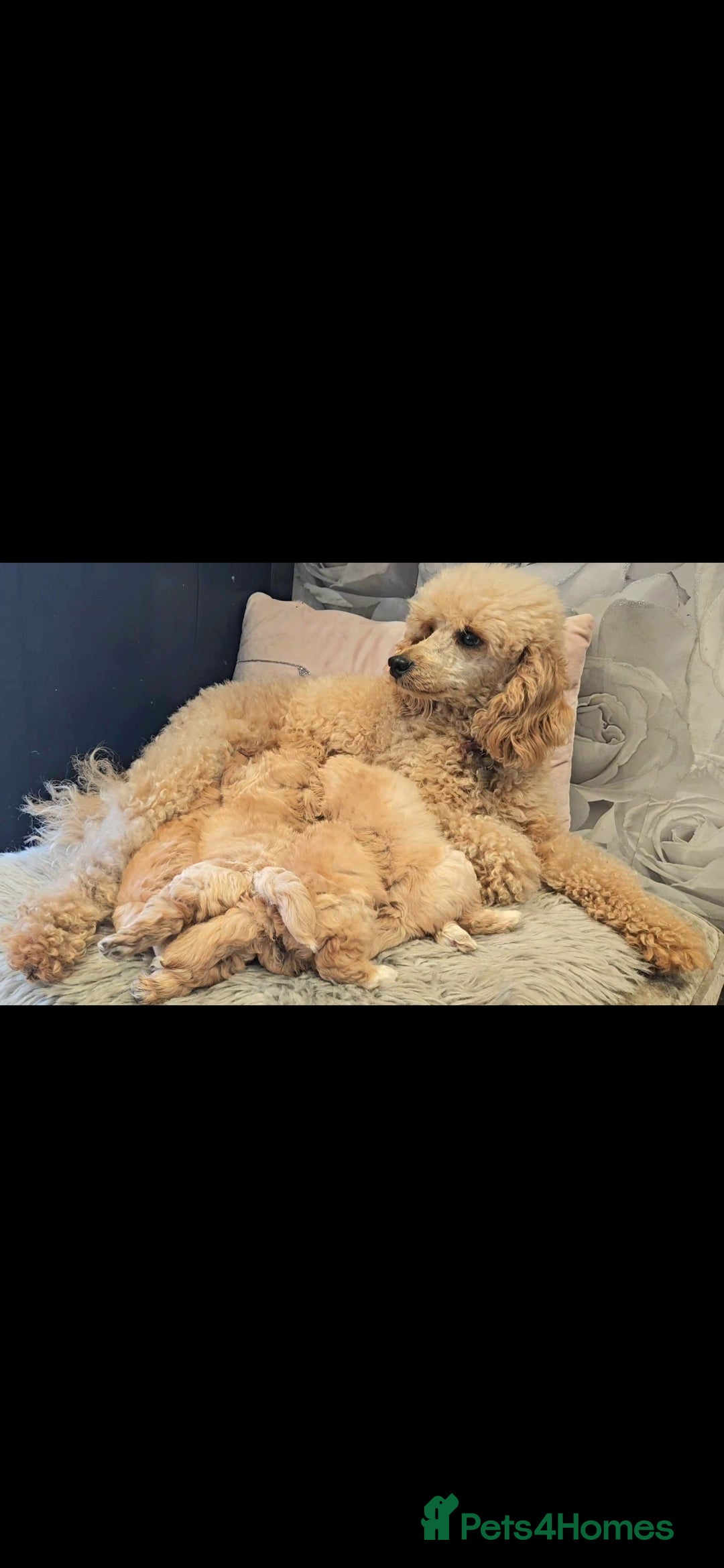 Maltipoo dogs for sale: Quality Champion Apricot Teddy toy Maltipoo's 🧸 - Image 10