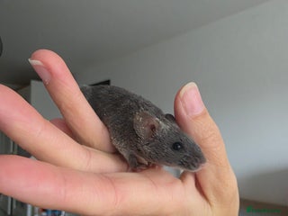 Mouse rodents 3 boys available - Advert 2