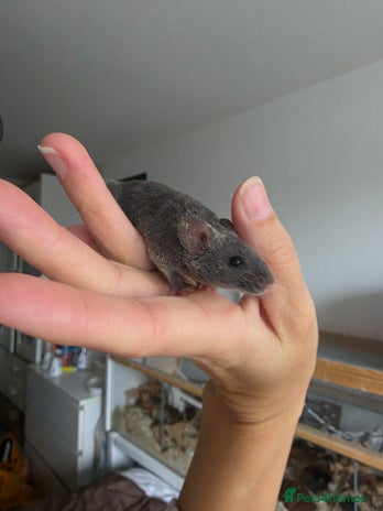 Mouse rodents - Advert 2