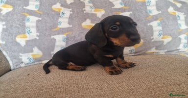 Miniature Dachshund dogs - Advert 10