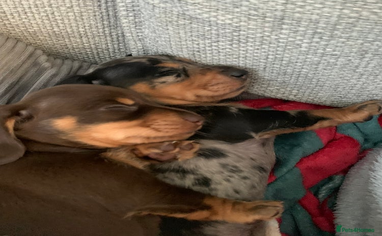 Miniature Dachshund dogs - Advert 14