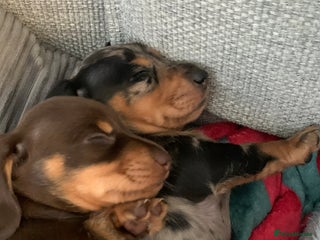 Miniature Dachshund dogs - Advert 27