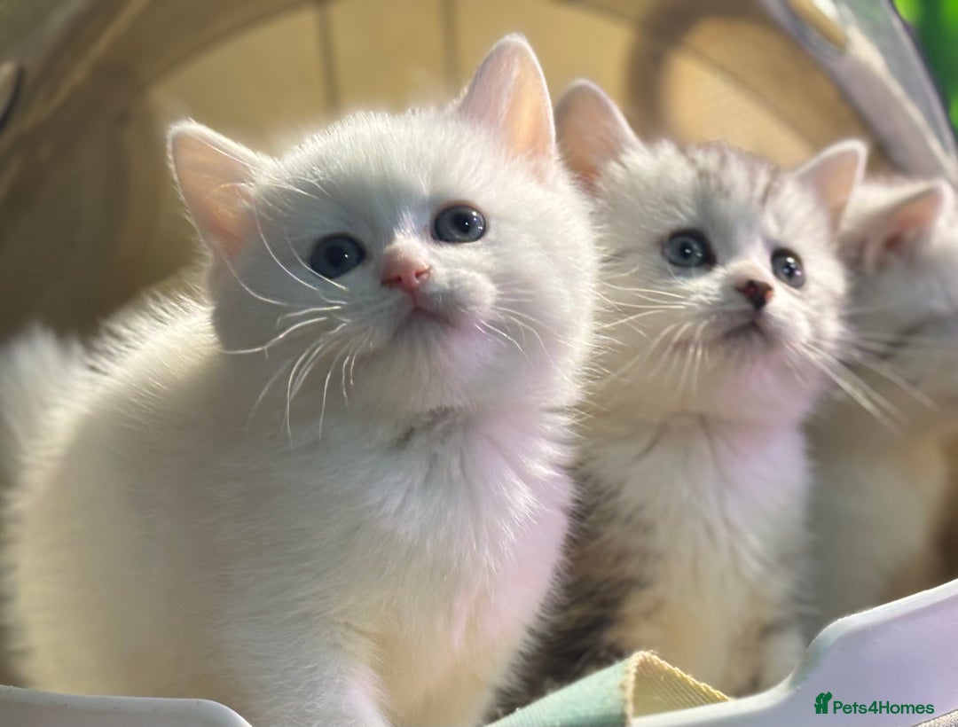 Munchkin cats for sale: Full Pedigree Munchkin Kittens  - Advert 31