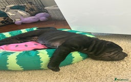 Shar Pei dogs for sale: Shar peis - Image 4
