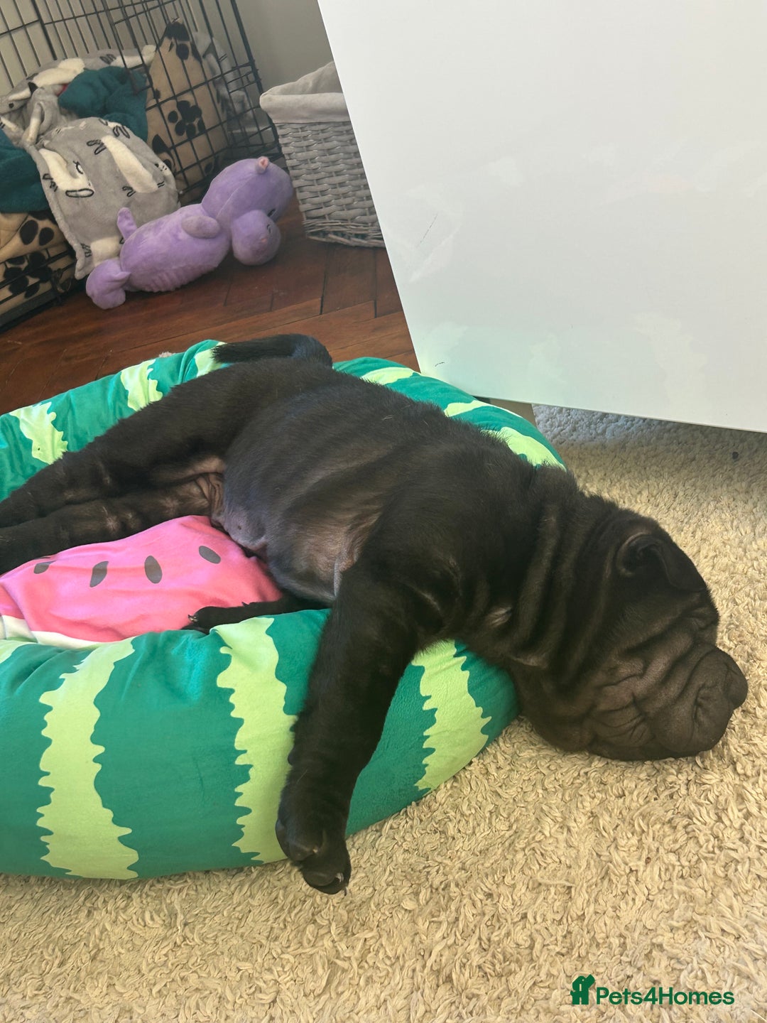 Shar Pei dogs for sale: Shar peis - Image 4