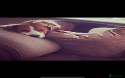 Beagle dogs for sale: Beagle looking for new home  - Image 5