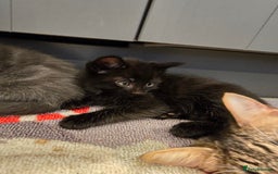 Mixed Breed cats for sale: 5 beautiful kittens looking for their forever home - Image 17