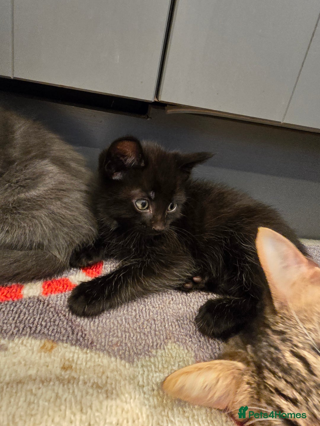 Mixed Breed cats for sale: 5 beautiful kittens looking for their forever home - Image 17