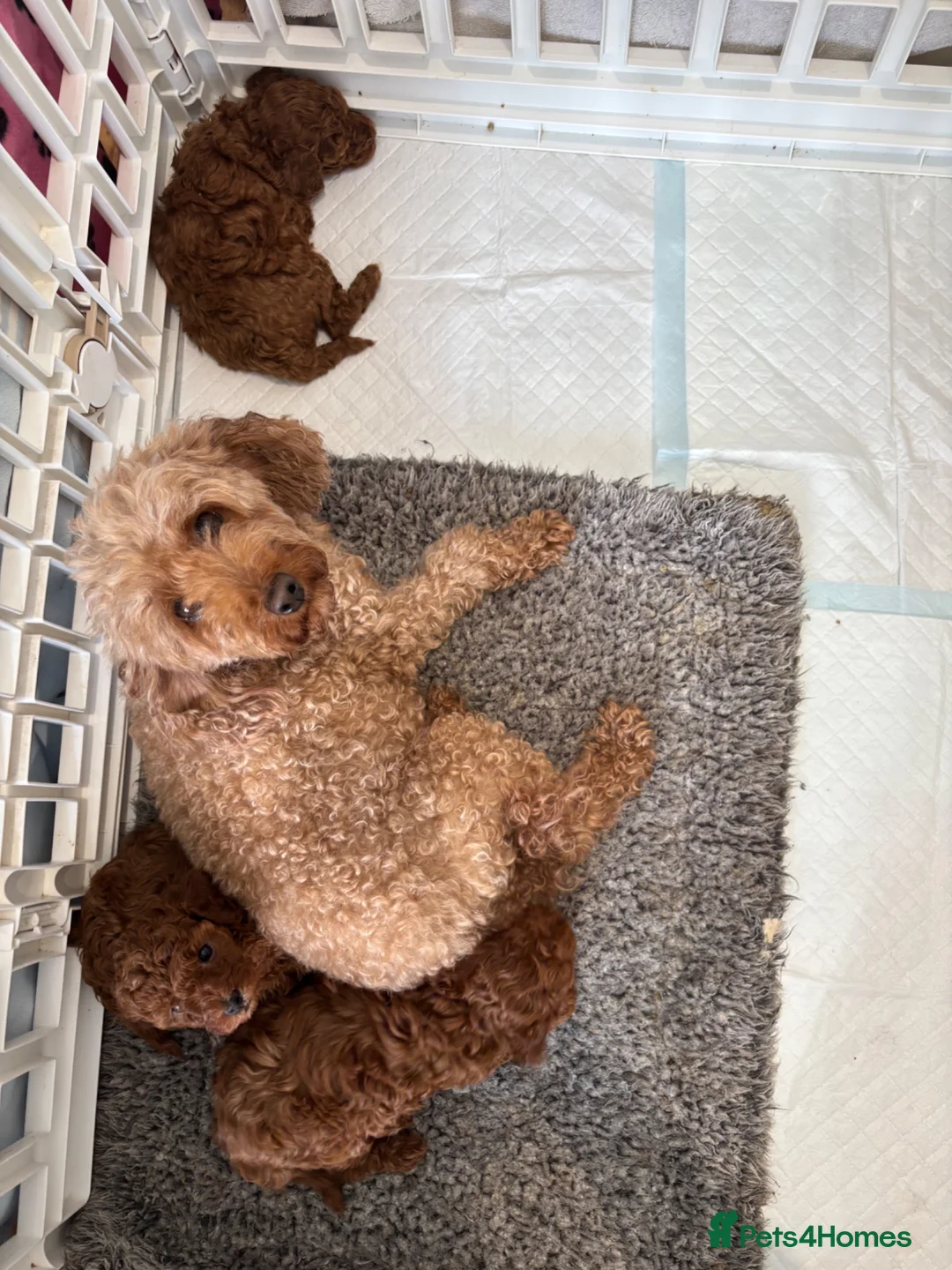 Toy Poodle dogs for sale: Toy poodle  - Advert 1