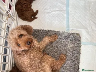 Toy Poodle dogs Toy poodle - Advert 2