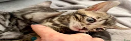 Bengal cats for sale: 4 gorgeous female Bengal kittens ready to reserve - Advert 7
