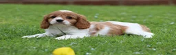 Cavapoo dogs for sale: Beautiful Cavapoo puppies for sale - Advert 5
