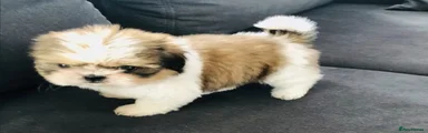 Shih Tzu Puppy 3
