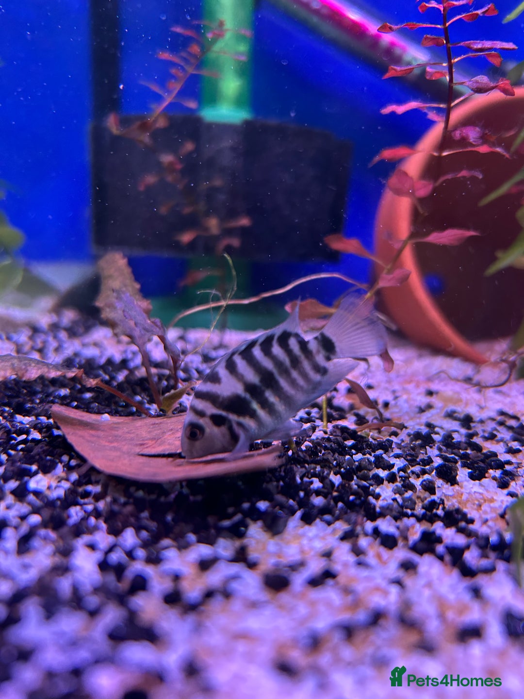 Cichlids fish for sale: 9 convict cichlids  - Advert 9