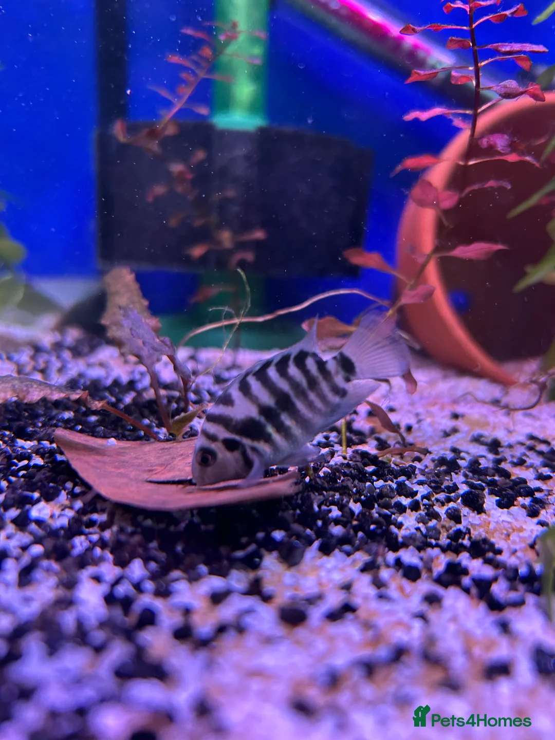 Cichlids fish for sale: 9 convict cichlids  - Advert 9