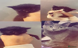 Mixed Breed cats for sale: Mother and 3 kittens for adoption   - Image 1