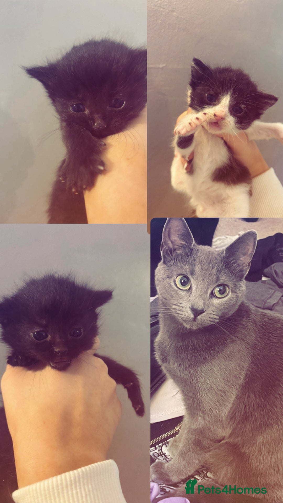 Mixed Breed cats for sale: Mother and 3 kittens for adoption   - Image 1
