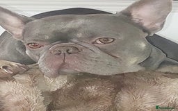 Mixed Breed dogs for sale: FRENCH BULLDOG X STAFFY  - Image 23