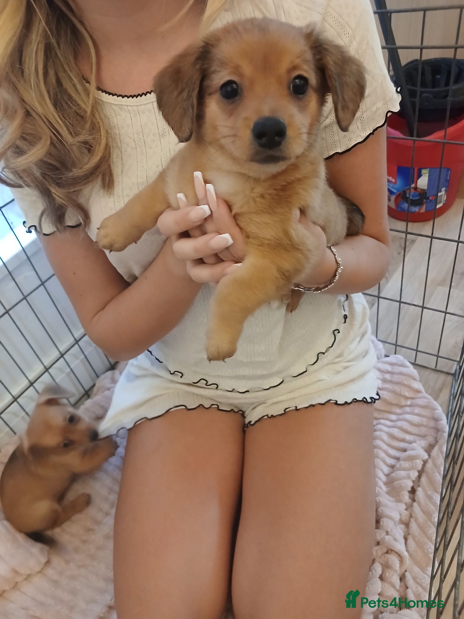 Mixed Breed dogs 7 beautiful pomerainian/ daschund puppies 500 - Advert 2