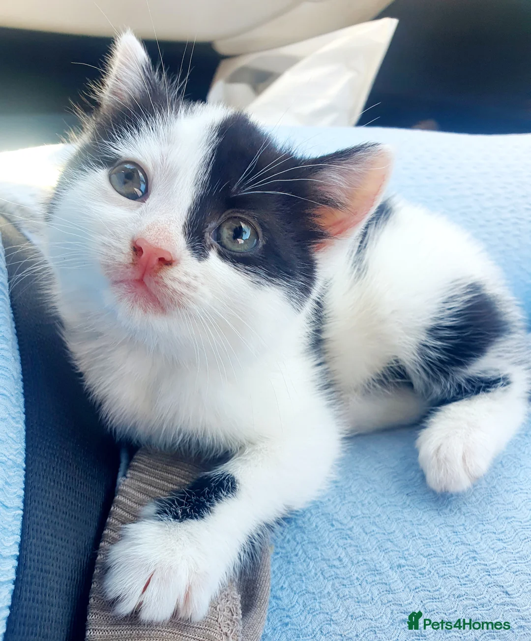 Mixed Breed cats for sale: 2 female kittens - Advert 4