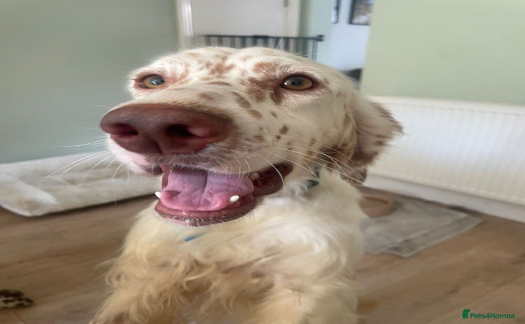 English Setter dogs in Warrington - Advert 6